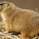 Illustration for article titled What do prairie dogs have words for?
